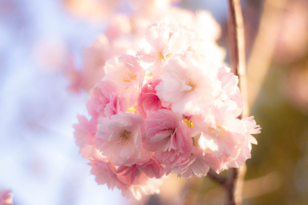 柔らかい日差しと八重桜の花