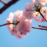 青空と八重桜