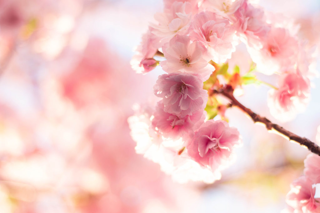 春の暖かい陽射しの中で咲く八重桜
