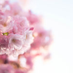 幻想的なピンク色の八重桜