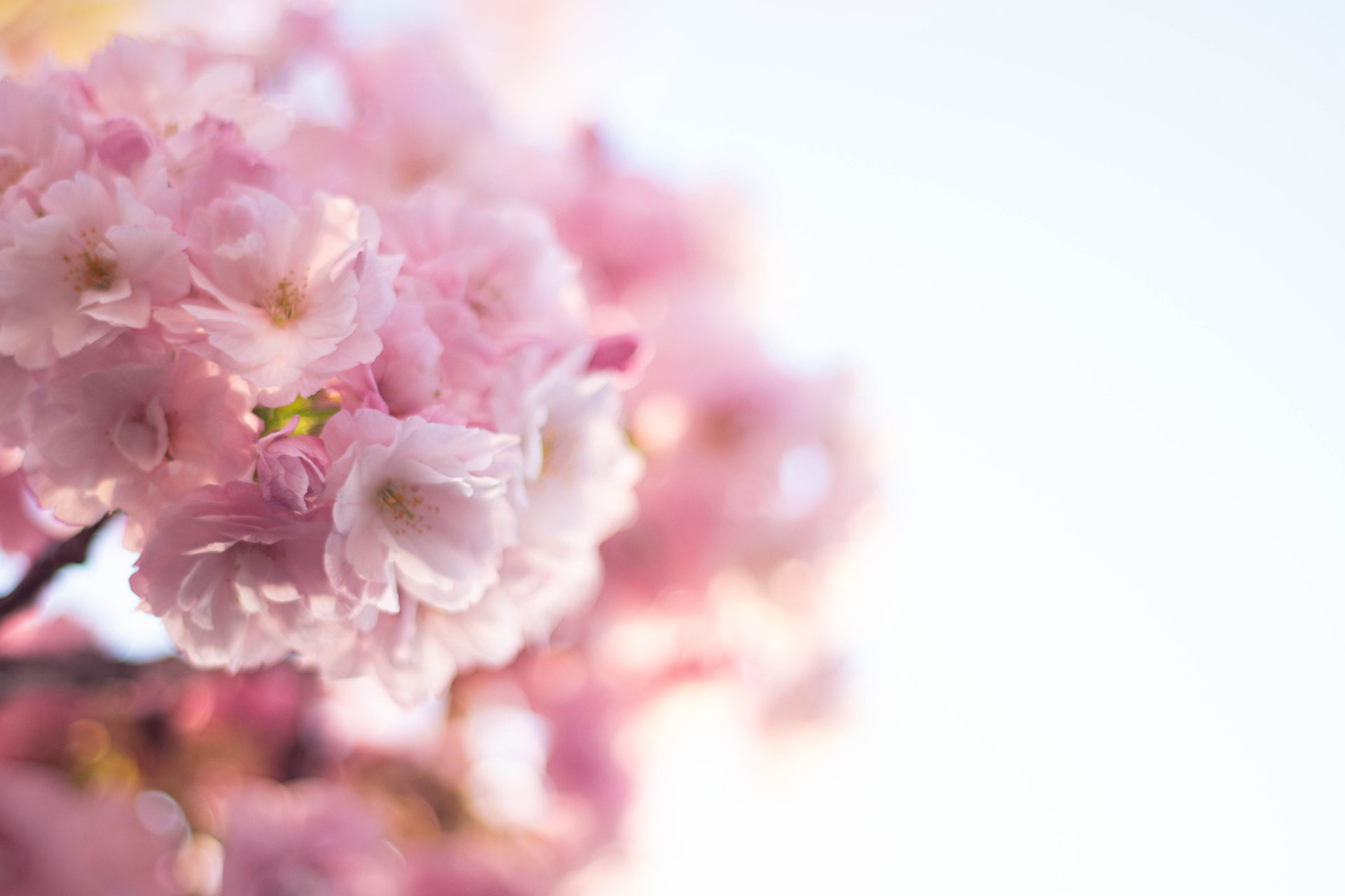春の暖かい陽射しの中で咲く八重桜 – フリー（無料）写真素材 ダウンロード blue-green