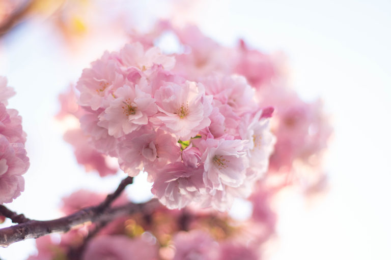 幻想的な八重桜の花と空