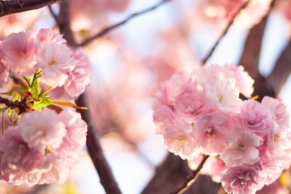 陽に当たる八重桜