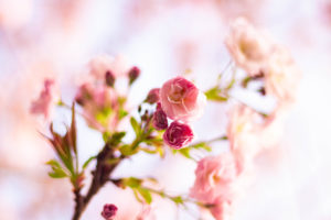 濃いピンクの八重桜