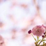 八重桜の花びらとつぼみ