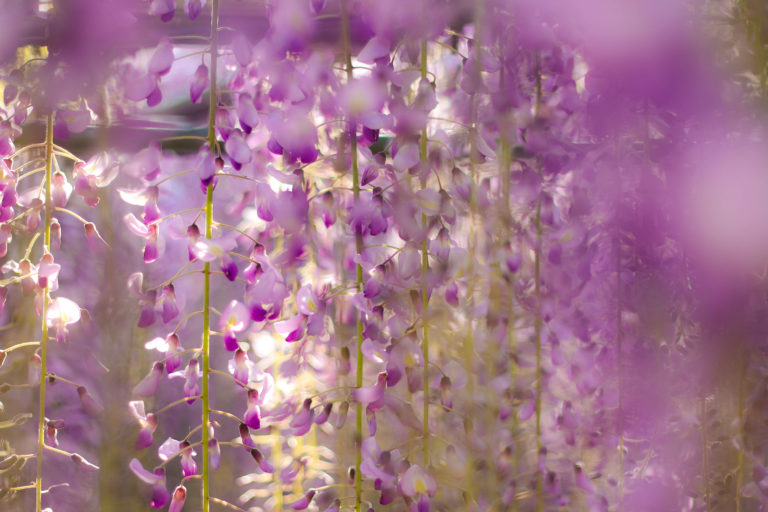 きれいな紫色の藤の花
