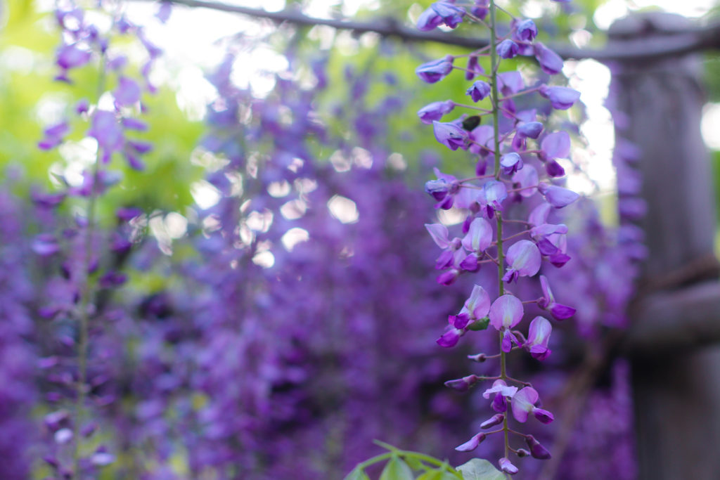 青空の中で咲く藤の花 – フリー（無料）写真素材 ダウンロード blue-green