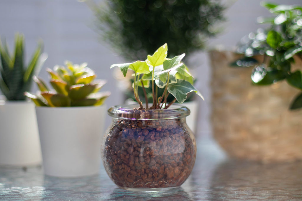 ガラスの鉢に入ったミニ観葉植物