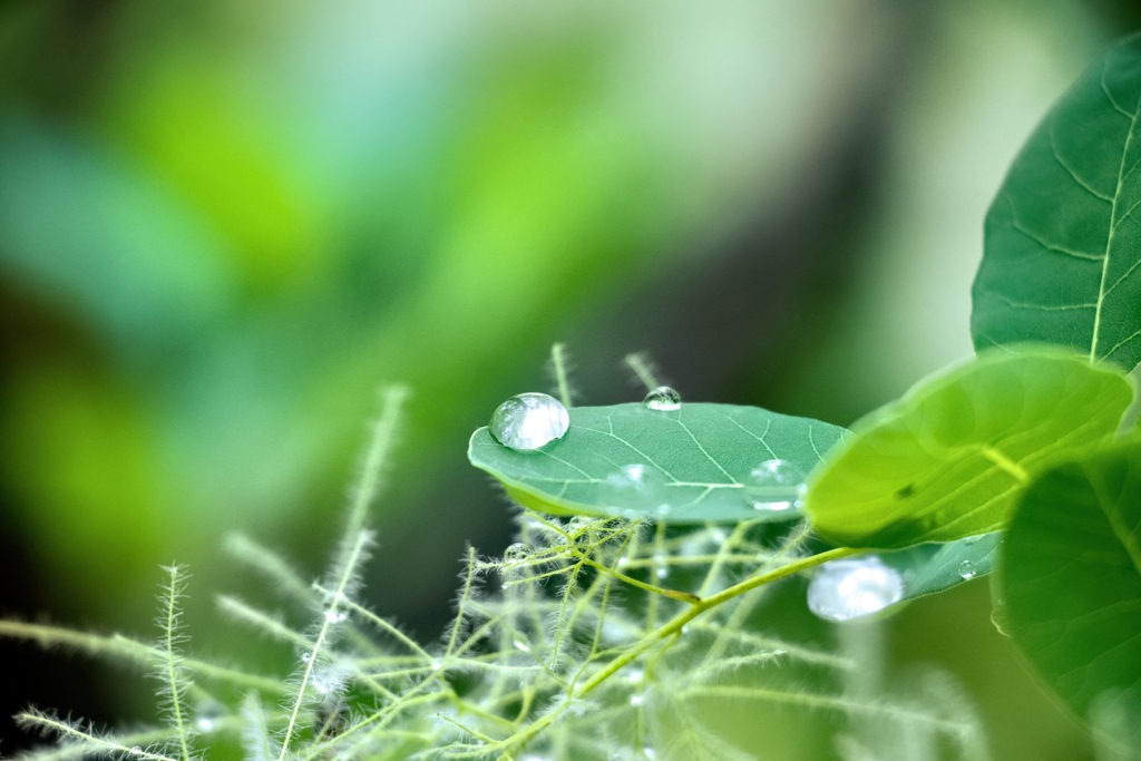 葉っぱに雨の雫 – フリー（無料）写真素材 ダウンロード blue-green