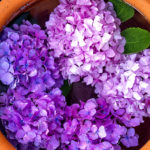 水に浮かぶ紫とピンクの紫陽花