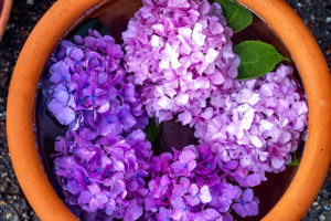 水に浮かぶ紫とピンクの紫陽花