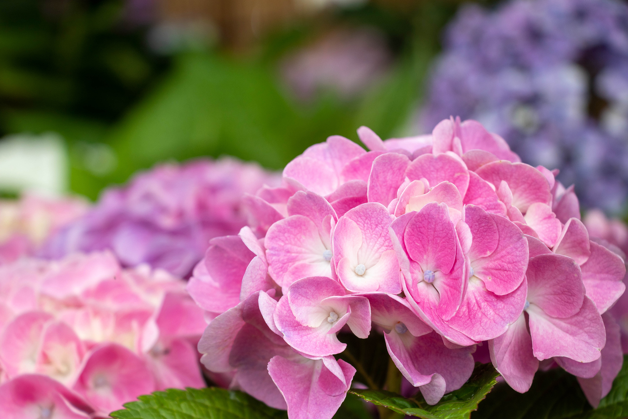 鮮やかなピンク色の紫陽花 フリー 無料 写真素材 ダウンロード Blue Green