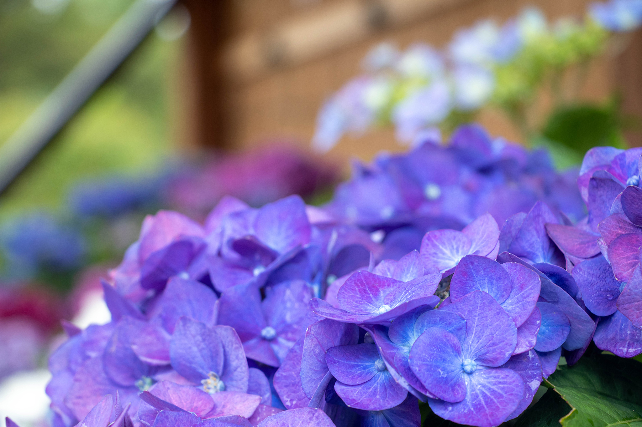濃い紫色の紫陽花 フリー 無料 写真素材 ダウンロード Blue Green
