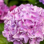 丸く咲くピンク色の紫陽花