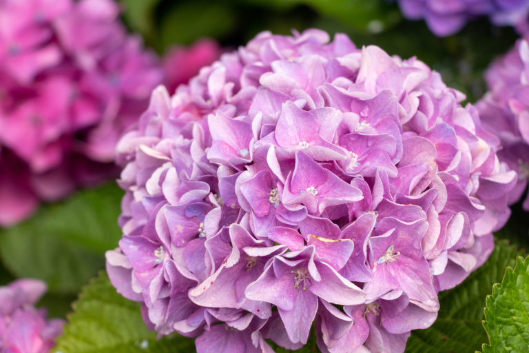 丸く咲くピンク色の紫陽花