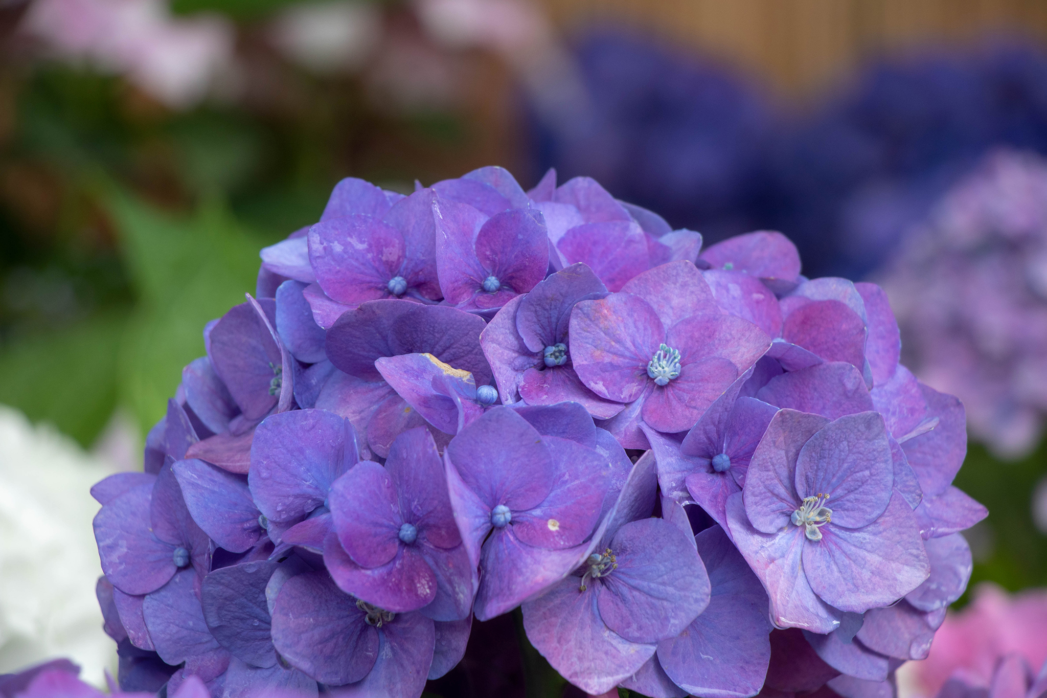 満開の濃い紫色のあじさい フリー 無料 写真素材 ダウンロード Blue Green