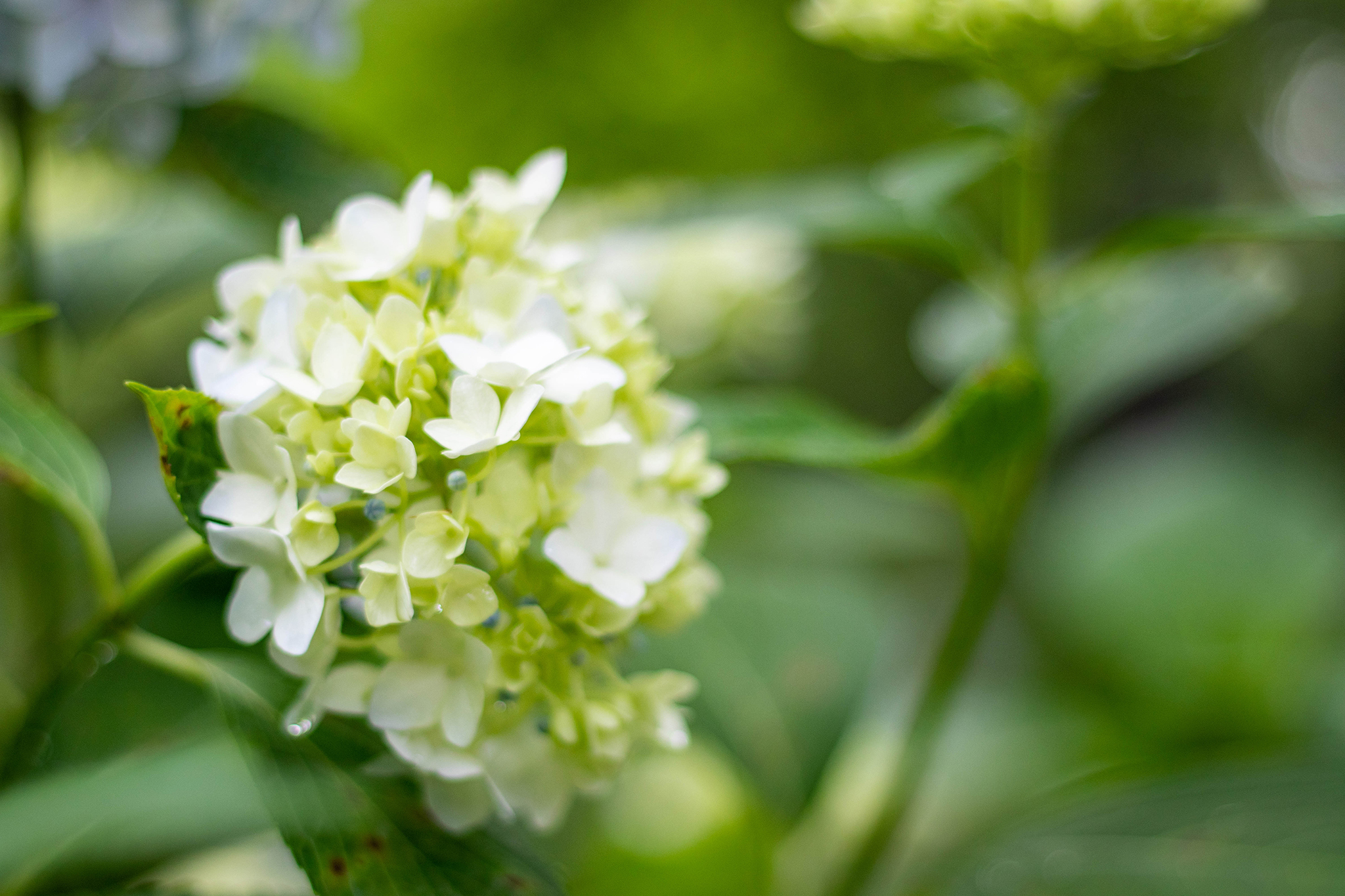 咲き始めの小さな白いあじさい フリー 無料 写真素材 ダウンロード Blue Green