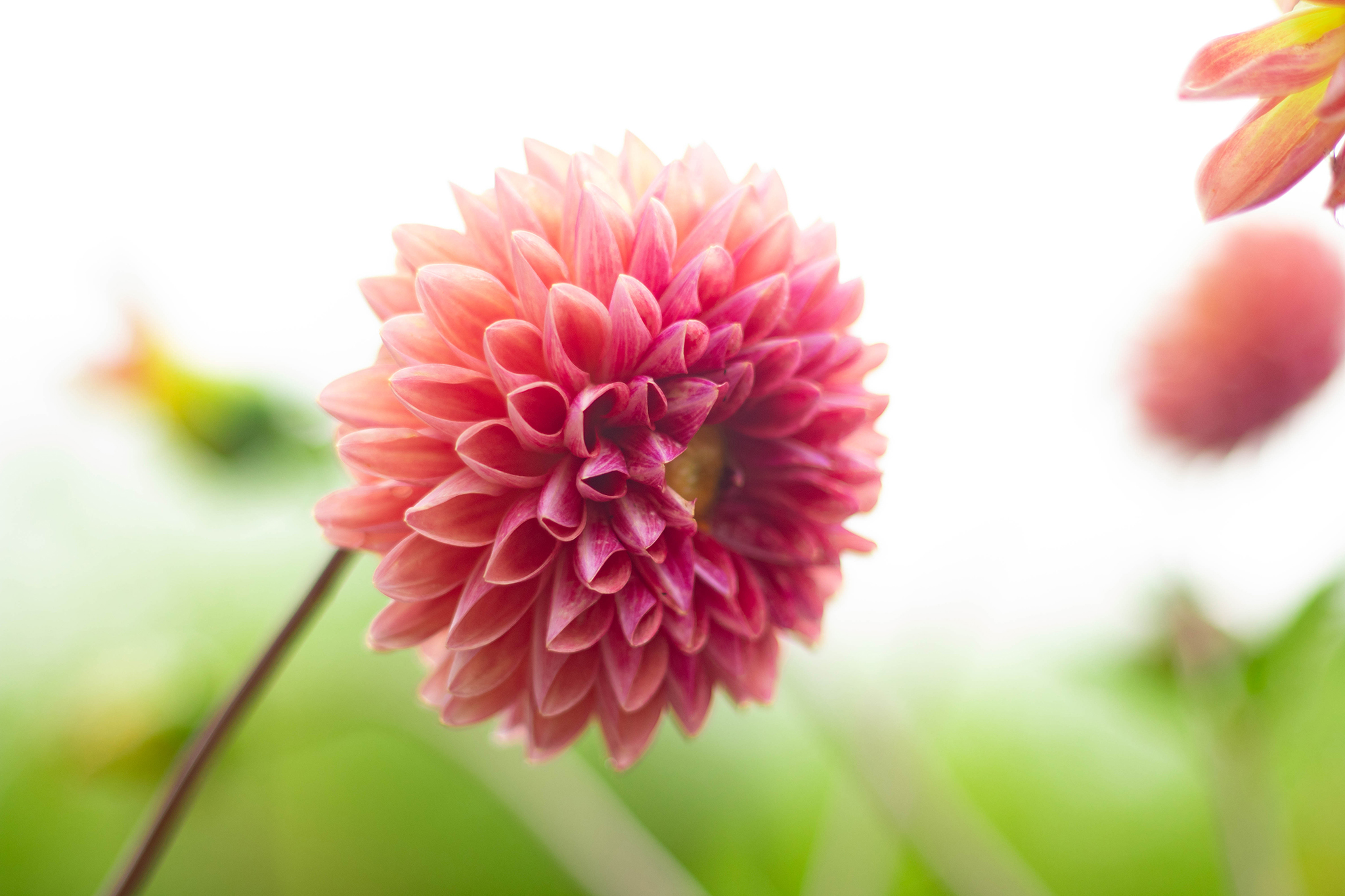 ふんわりと咲くピンクのダリア フリー 無料 写真素材 ダウンロード Blue Green
